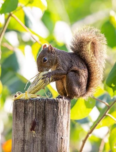 Eventos | Esquilo roendo um fruto no Itamambuca Eco Resort